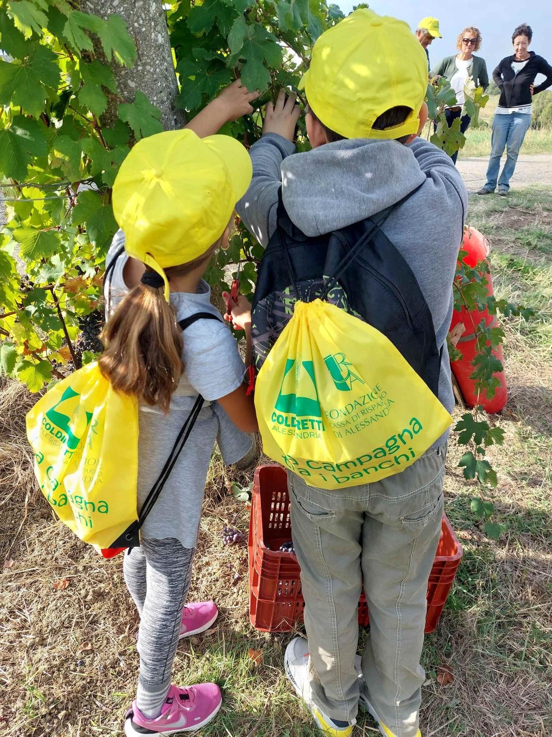 Vendemmia didattica.jpg - {Vendemmia didattica.jpg} - [149977]