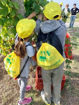 Vendemmia didattica.jpg - {Vendemmia didattica.jpg} - [149977]