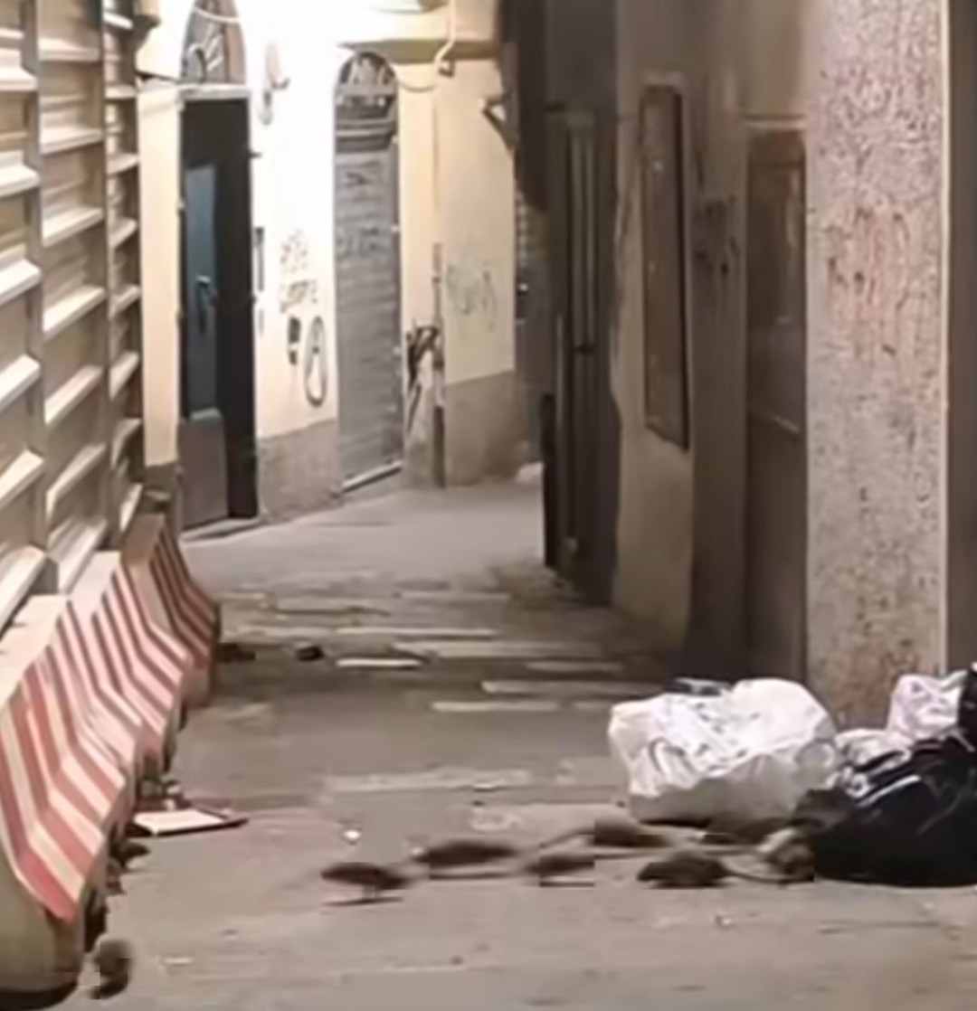 Topi Genova.jpg - {Topi Genova.jpg} - [151052]