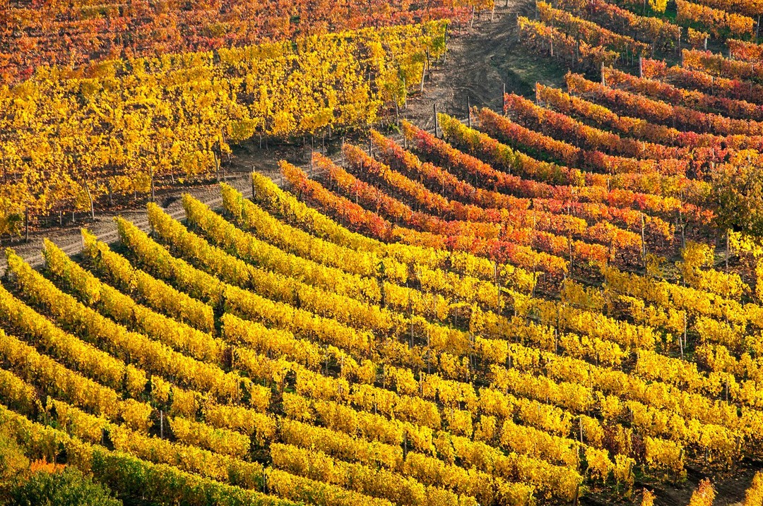 Ad Asti un grande evento dedicato alla Barbera.jpg - {Ad Asti un grande evento dedicato alla Barbera.jpg} - [1586]
