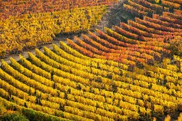 Ad Asti un grande evento dedicato alla Barbera.jpg - {Ad Asti un grande evento dedicato alla Barbera.jpg} - [1586]