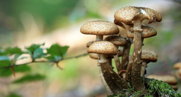 Funghi.png - {Funghi.png} - [16384]