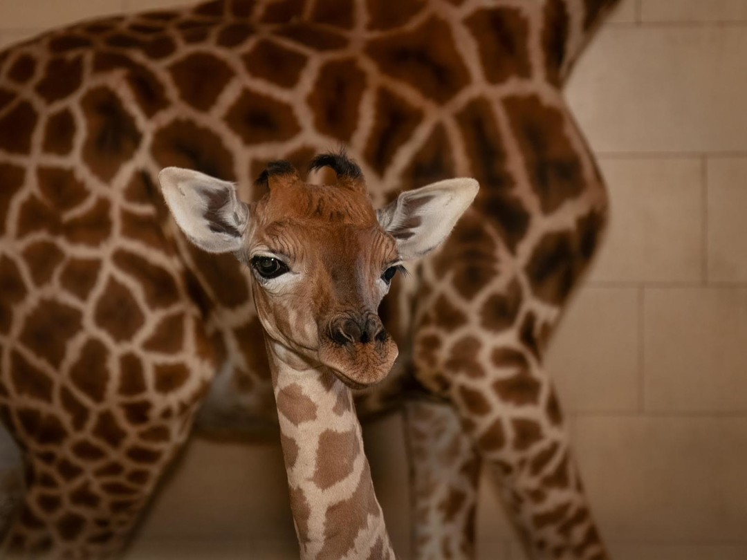 Foto giraffa.jpeg - {Foto giraffa.jpeg} - [16512]