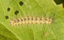 Hyphantria_cunea1.jpg.big.jpg - {Hyphantria_cunea1.jpg.big.jpg} - [17681]