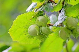 Nocciole.jpg - {Nocciole.jpg} - [18316]