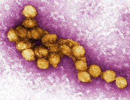 VirusWestNile.jpg - {VirusWestNile.jpg} - [19399]