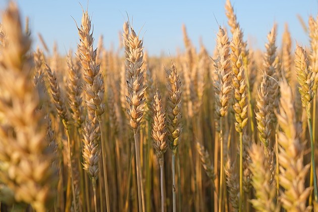 Grano_6.jpg - {Grano_6.jpg} - [1949]
