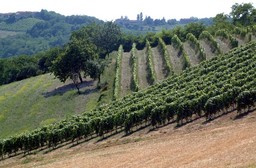 AgricolturaMonferrato.jpg - {AgricolturaMonferrato.jpg} - [19978]