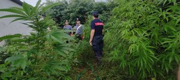 cannabis .jpg - {cannabis .jpg} - [20347]