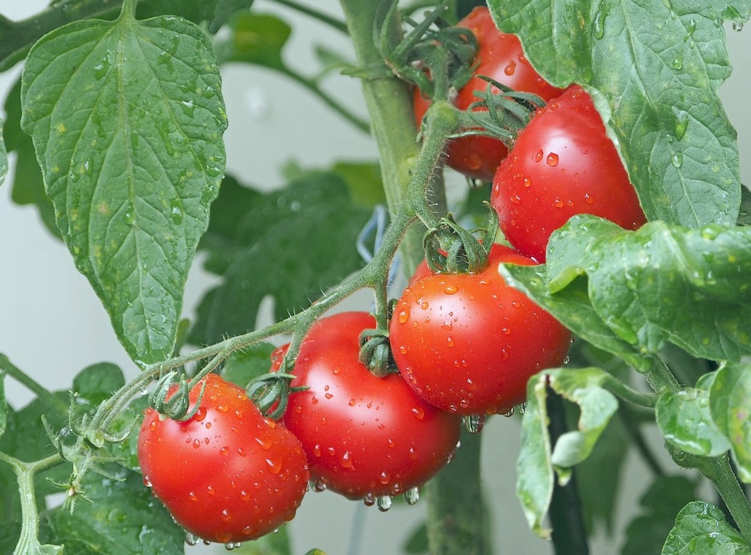 Immagine Pomodori.jpg - {Immagine Pomodori.jpg} - [20739]