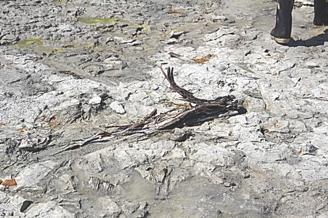 Immagine Foto foresta fossile Fossano_11_NEW (2866689).jpg - {Immagine Foto foresta fossile Fossano_11_NEW (2866689).jpg} - [20899]