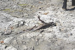 Immagine Foto foresta fossile Fossano_11_NEW (2866689).jpg - {Immagine Foto foresta fossile Fossano_11_NEW (2866689).jpg} - [20899]