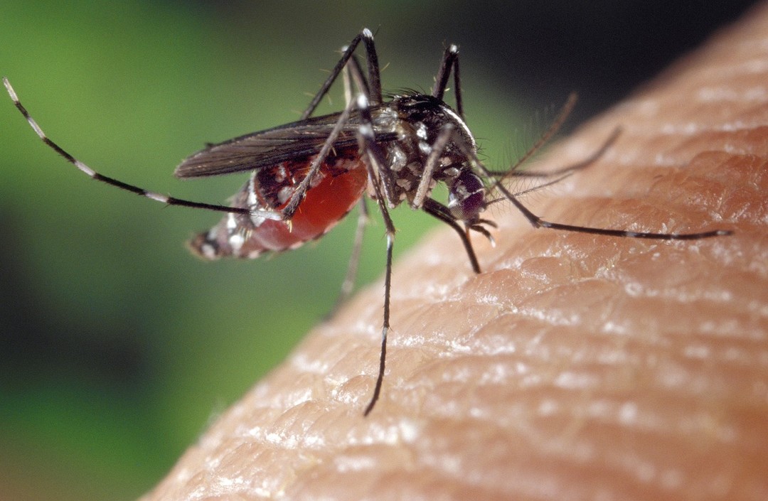 mosquito-1332382_1280.jpg - {mosquito-1332382_1280.jpg} - [22149]
