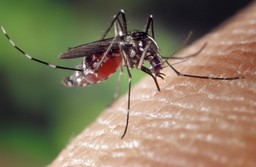mosquito-1332382_1280.jpg - {mosquito-1332382_1280.jpg} - [22149]