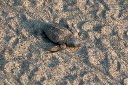 27.08.2024 ultimo esemplare Caretta nido Laigueglia bassa def.png - {27.08.2024 ultimo esemplare Caretta nido Laigueglia bassa def.png} - [22349]