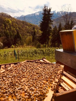 Immagine Agrotech.jpg - {Immagine Agrotech.jpg} - [23287]