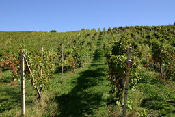 Colline_novaresi.jpg - {Colline_novaresi.jpg} - [24738]