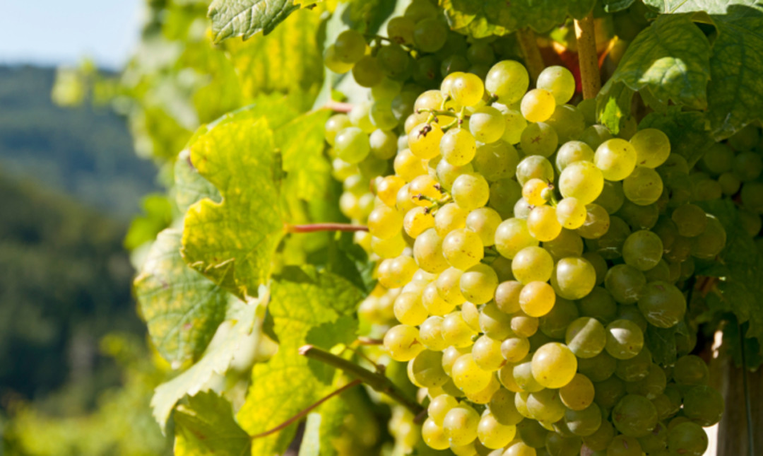 MoscatodAsti.jpg - {MoscatodAsti.jpg} - [26818]
