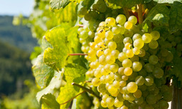 MoscatodAsti.jpg - {MoscatodAsti.jpg} - [26818]