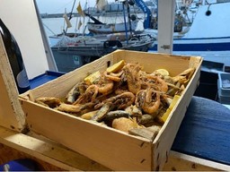 pesca1.jpg - {pesca1.jpg} - [27130]
