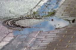 drain-4916909_1280.jpg - {drain-4916909_1280.jpg} - [27146]