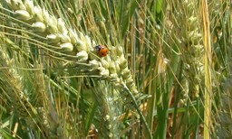 Immagine coccinella.jpg - {Immagine coccinella.jpg} - [27282]