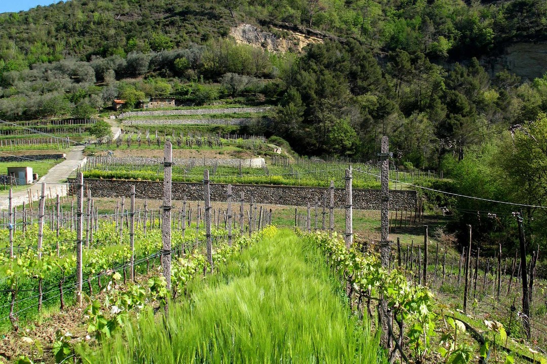 4-vigna-Bruna-Pigato.jpg - {4-vigna-Bruna-Pigato.jpg} - [27378]