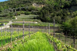 4-vigna-Bruna-Pigato.jpg - {4-vigna-Bruna-Pigato.jpg} - [27378]
