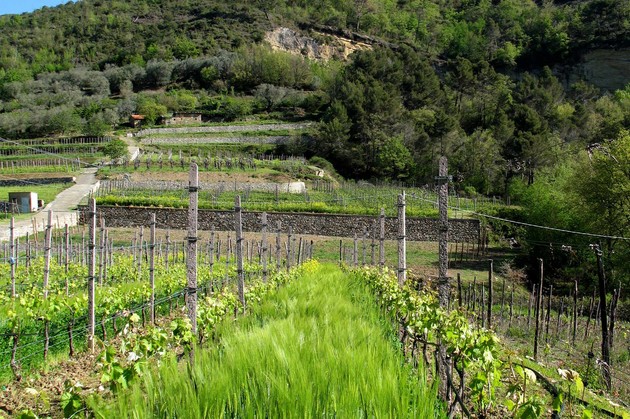 4-vigna-Bruna-Pigato.jpg - {4-vigna-Bruna-Pigato.jpg} - [27378]