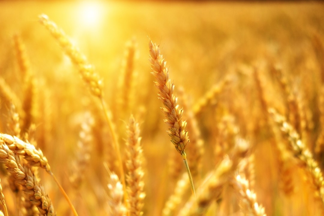 Grano.jpg - {Grano.jpg} - [27578]