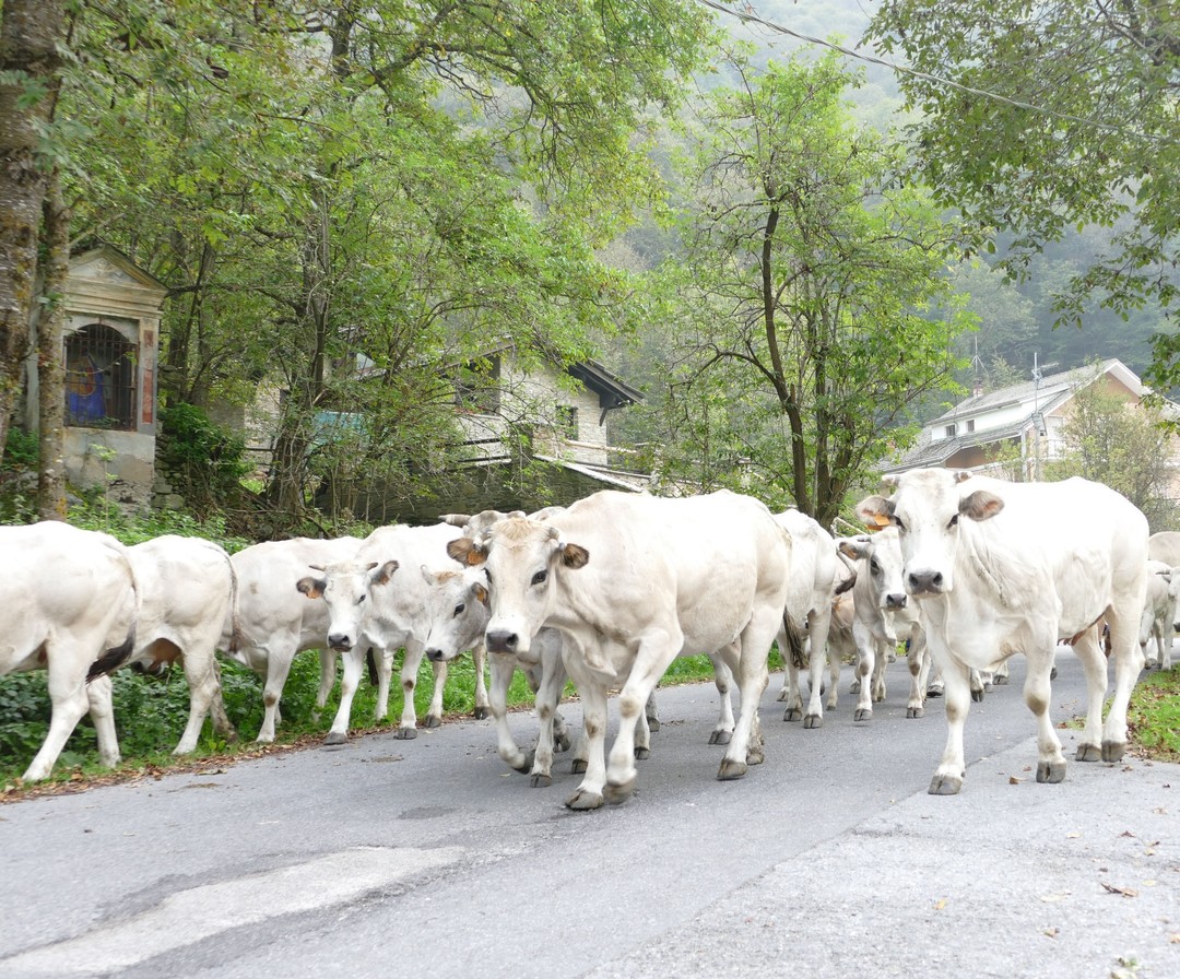 Vacca piemontese.jpg - {Vacca piemontese.jpg} - [27781]