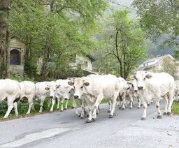 Vacca piemontese.jpg - {Vacca piemontese.jpg} - [27781]