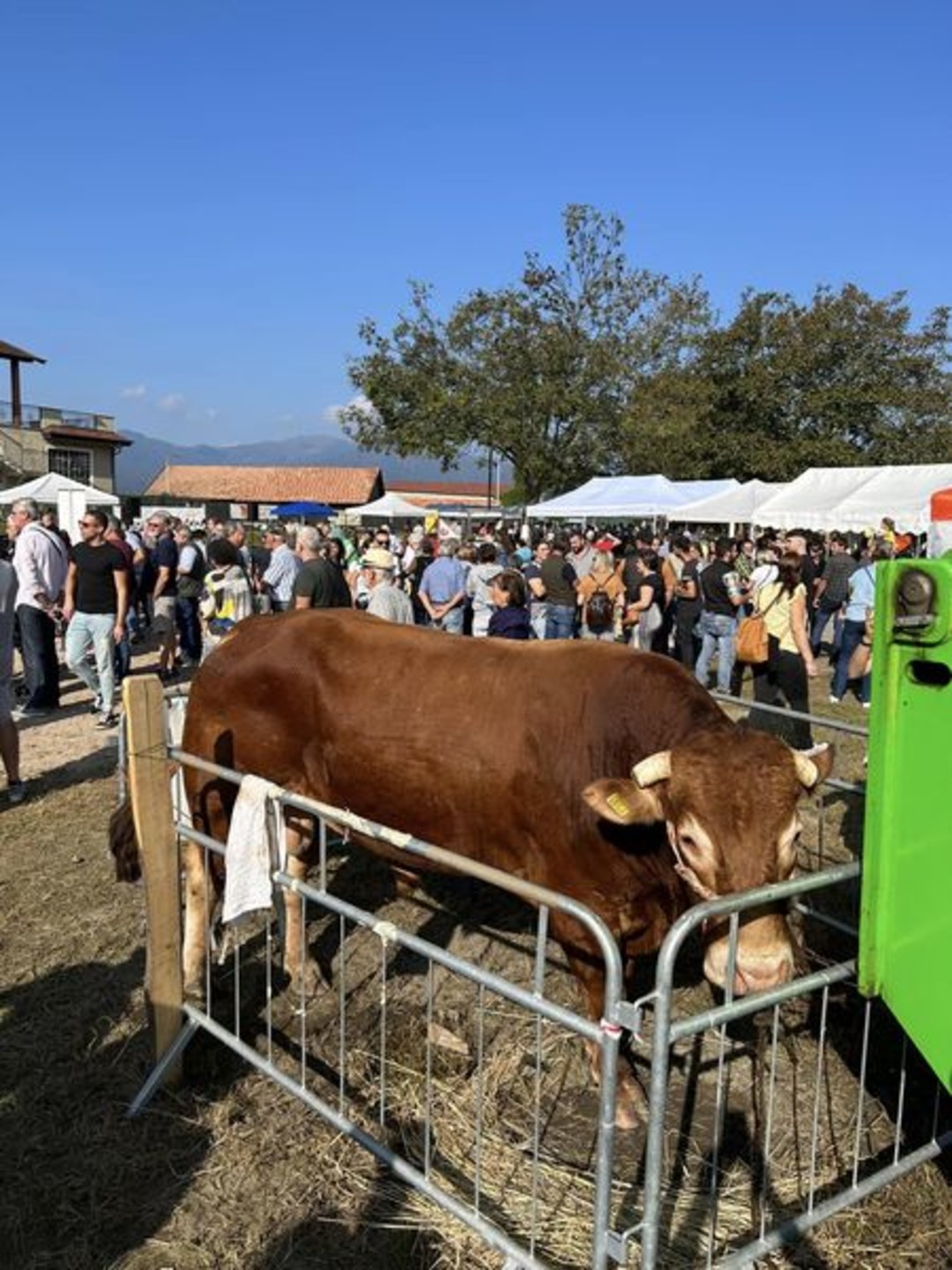 Fiera Armeno.jpg - {Fiera Armeno.jpg} - [27853]