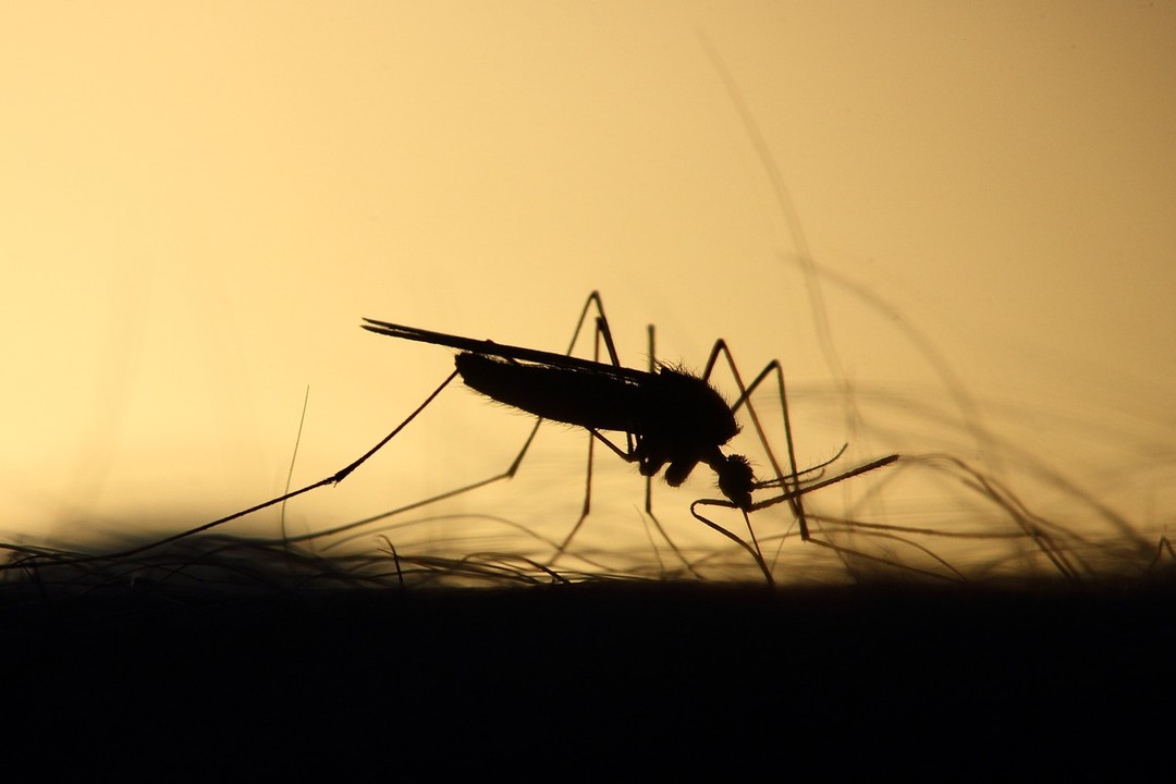 mosquito-3860900_1280.jpg - {mosquito-3860900_1280.jpg} - [28013]