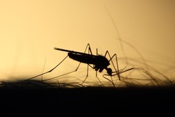 mosquito-3860900_1280.jpg - {mosquito-3860900_1280.jpg} - [28013]