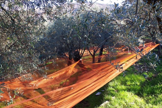 uliveti.jpg - {uliveti.jpg} - [28949]