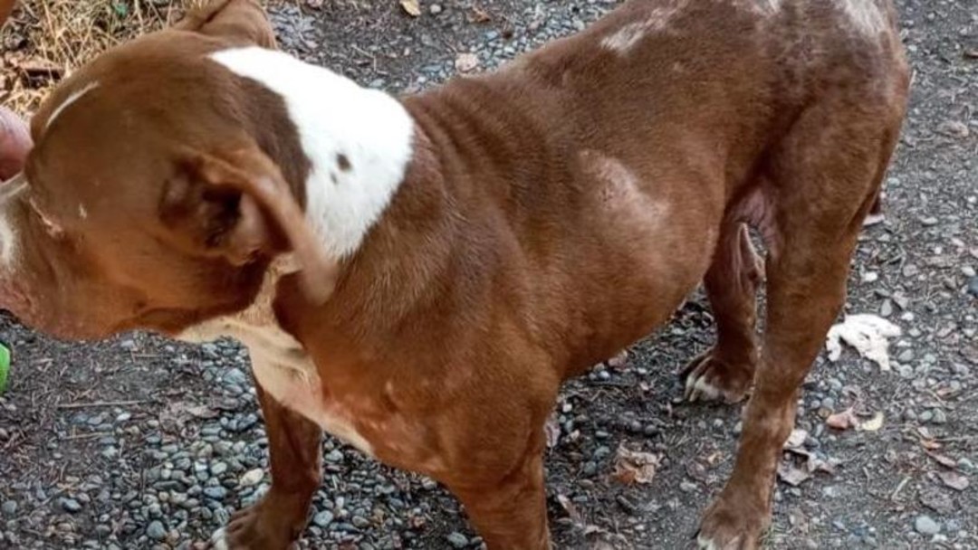 Cagnolino.jpg - {Cagnolino.jpg} - [29469]