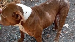 Cagnolino.jpg - {Cagnolino.jpg} - [29469]
