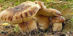 Immagine funghi.jpg - {Immagine funghi.jpg} - [29549]
