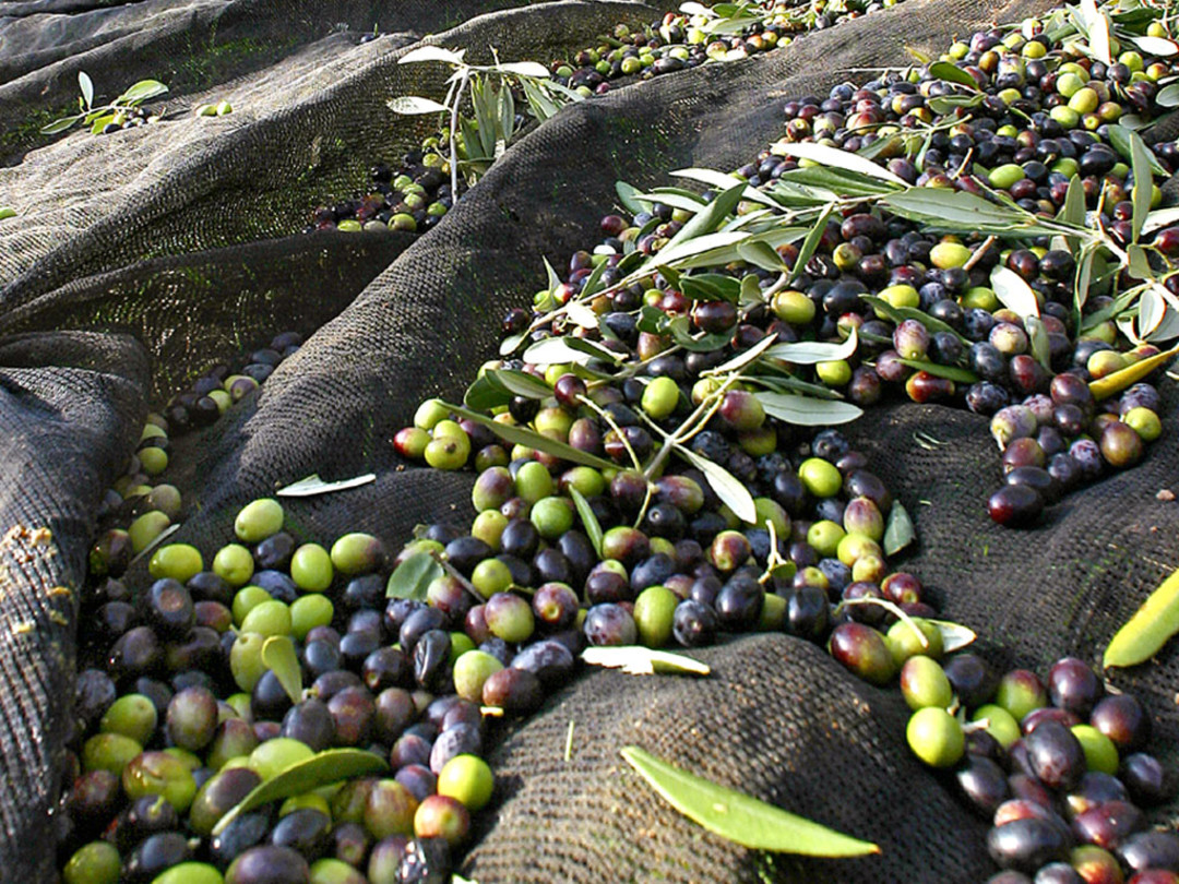 raccolta-olive.jpg - {raccolta-olive.jpg} - [29670]