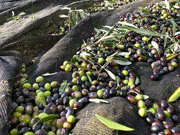 raccolta-olive.jpg - {raccolta-olive.jpg} - [29670]