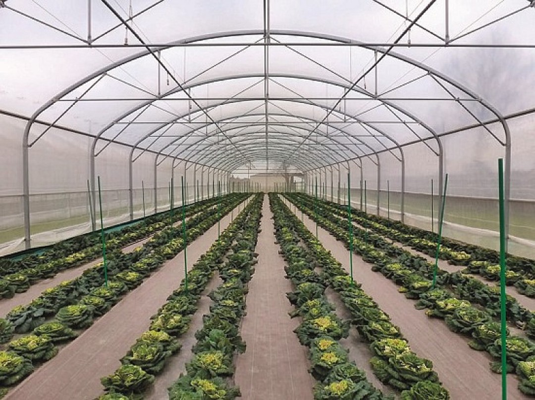 serra agricola.jpg - {serra agricola.jpg} - [29894]