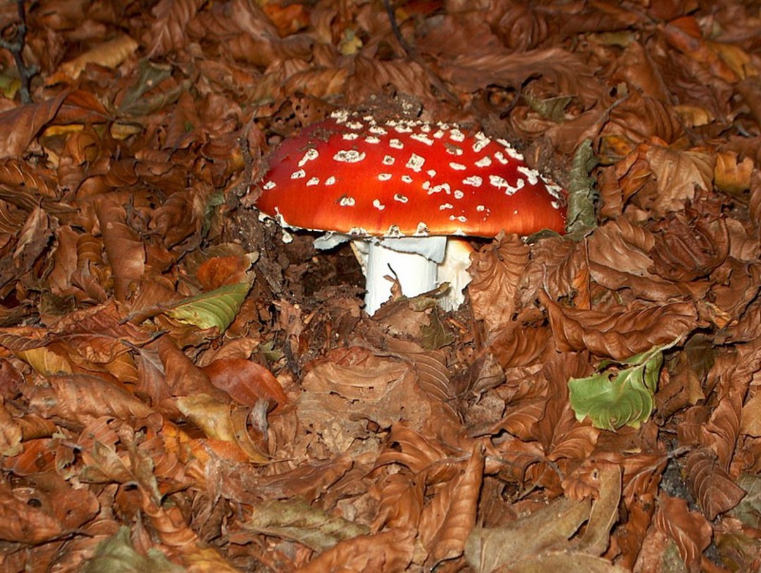 Fungo_velenoso_SILA_-_panoramio.jpg - {Fungo_velenoso_SILA_-_panoramio.jpg} - [3043]