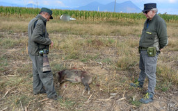 CacciatoriPiemonte.jpg - {CacciatoriPiemonte.jpg} - [30543]
