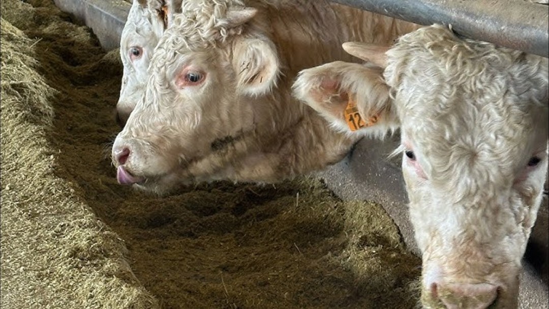 Vacca piemontese.jpg - {Vacca piemontese.jpg} - [31152]