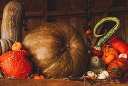Zucche.jpg - {Zucche.jpg} - [31384]