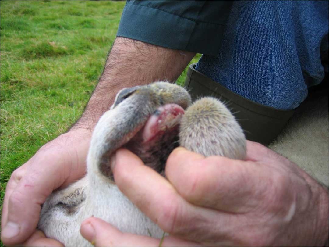 bluetongue.jpg - {bluetongue.jpg} - [31584]