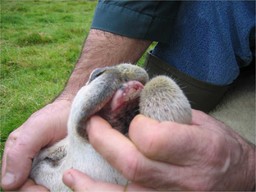 bluetongue.jpg - {bluetongue.jpg} - [31584]