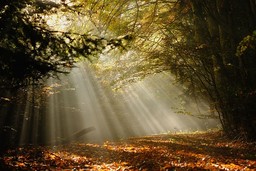 Bosco.jpg - {Bosco.jpg} - [31776]