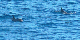 cetacei.png - {cetacei.png} - [32160]
